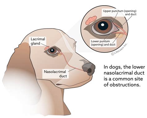 lacrimal duct blockage in dogs